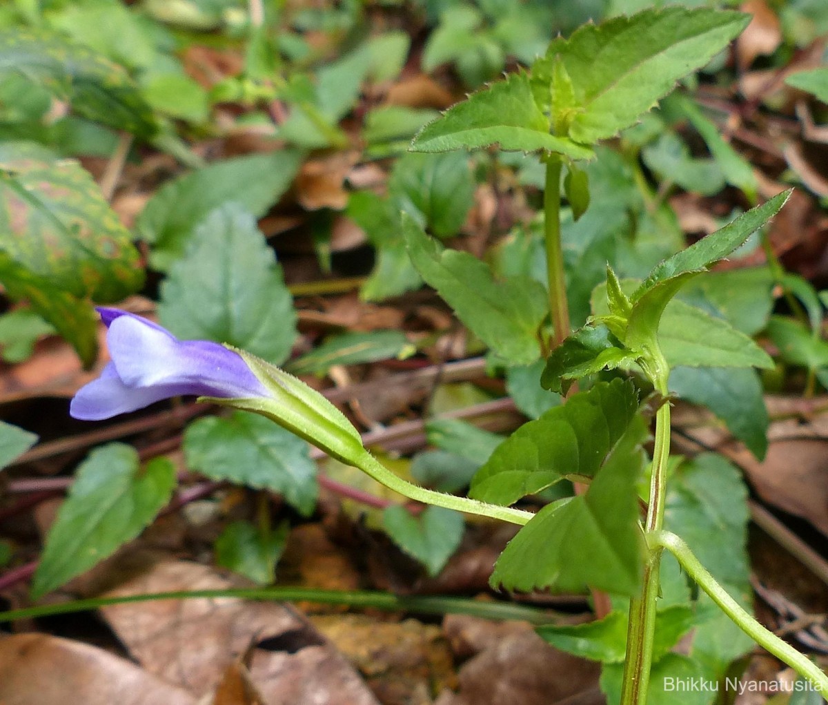 Torenia cyanea Alston